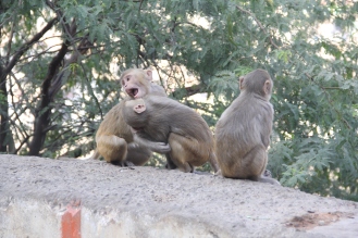 monkeys playing